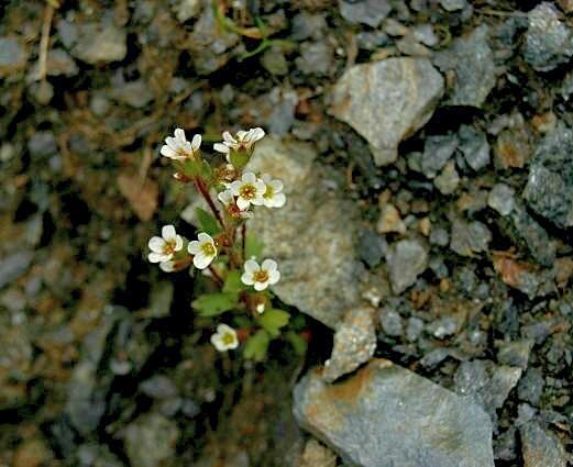 Saxifraga adscendens / Sassifraga ascendente